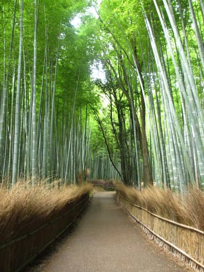 KYOTO Sightseeing „OKOSHI“-Bus（BF）Kyoto-Highlights-Tour (Tenryu-ji-Tempel, Arashiyama, Kinkaku-ji-Tempel, Fushimi Inari Taisha-Schrein)★Mit Audioguide auf Englisch・Chinesisch・Koreanisch★(Garantiert ab 1 Person) — 3