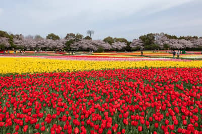 KINTETSU RAIL PASS — 11
