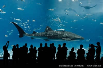 Okinawa Churaumi Aquarium & OKINAWA Fruit Land Set Ticket