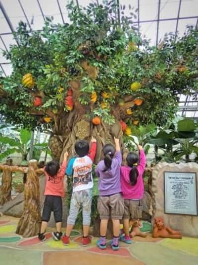 Okinawa Churaumi Aquarium & OKINAWA Fruit Land Set Ticket — 7