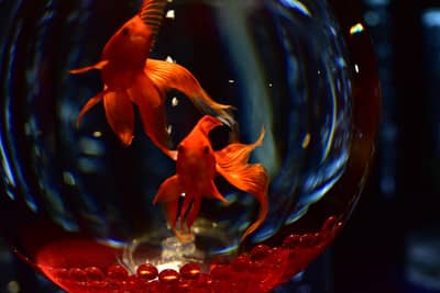 ตั๋วคอมโบ: ตั๋วเข้าชม Art Aquarium Museum GINZA & ตั๋วรถไฟใต้ดินโตเกียว 24 ชั่วโมง — 11