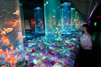 Vé Art Aquarium Ginza & Tokyo Subway 24-hour Ticket — 2