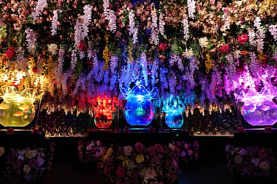 ตั๋วคอมโบ: ตั๋วเข้าชม Art Aquarium Museum GINZA & ตั๋วรถไฟใต้ดินโตเกียว 24 ชั่วโมง — 10