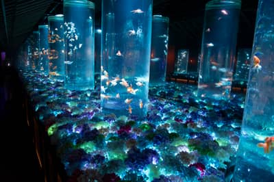 Vé Art Aquarium Ginza & Tokyo Subway 24-hour Ticket — 7