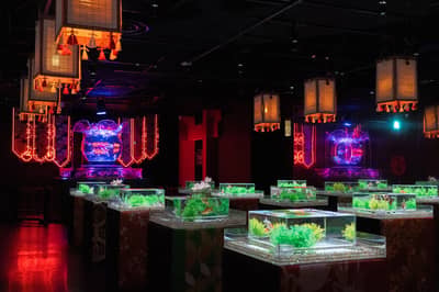 ตั๋วคอมโบ: ตั๋วเข้าชม Art Aquarium Museum GINZA & ตั๋วรถไฟใต้ดินโตเกียว 24 ชั่วโมง — 9