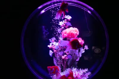 Vé Art Aquarium Ginza & Tokyo Subway 24-hour Ticket — 10