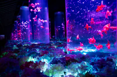 Vé Art Aquarium Ginza & Tokyo Subway 24-hour Ticket — 6
