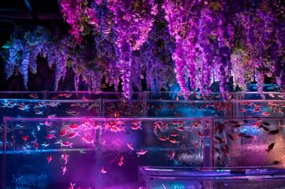 Vé Art Aquarium Ginza & Tokyo Subway 24-hour Ticket — 8