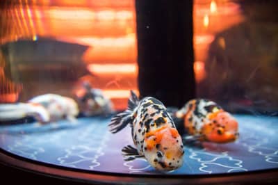 SKYTREE® Enjoy Pack・Vé Tokyo Skytree & Sumida Aquarium — 10