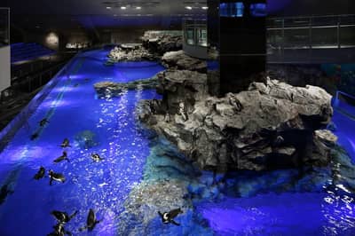SKYTREE® Enjoy Pack・Vé Tokyo Skytree & Sumida Aquarium — 8