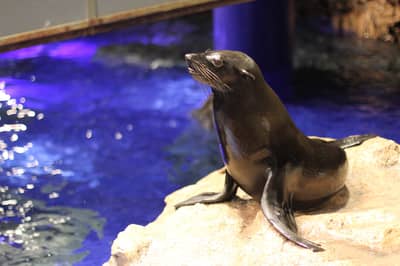 SKYTREE® Enjoy Pack・Vé Tokyo Skytree & Sumida Aquarium — 4