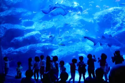SKYTREE® Enjoy Pack・Vé Tokyo Skytree & Sumida Aquarium