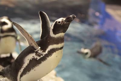 SKYTREE® Enjoy Pack・Vé Tokyo Skytree & Sumida Aquarium — 6