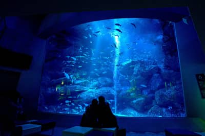 SKYTREE® Enjoy Pack・Vé Tokyo Skytree & Sumida Aquarium — 2