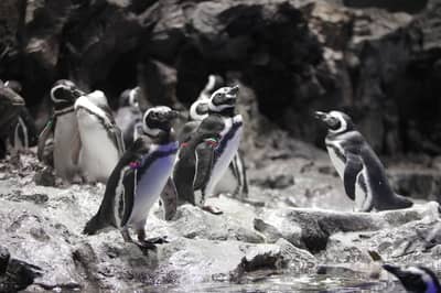 SKYTREE® Enjoy Pack・Vé Tokyo Skytree & Sumida Aquarium — 7