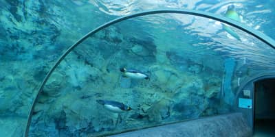 Tomamu Round Trip: Asahiyama Zoo & Asahikawa Day Tour