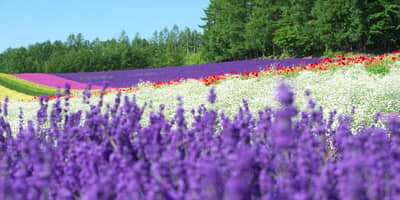 Tomamu to Biei and Furano 1-Day Sightseeing Tour