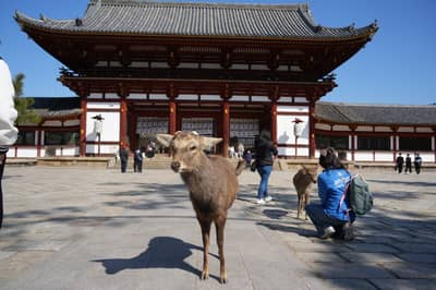 ทัวร์รถบัสเที่ยวปราสาท Himeji Castle, ไชน่าทาวน์ Kobe Chinatown และสวนสาธารณะ Nara Park จาก Osaka (ไม่รวมอาหารกลางวัน) — 4