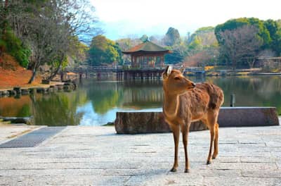 Day-Tour to Nara Park, Kobe and Osaka from Kyoto