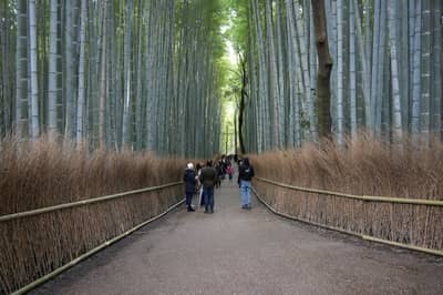 Lo mejor de Kioto: Nijo, Kinkaku-ji, Arashiyama, Kiyomizu-dera y Fushimi Inari con entradas opcionales