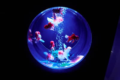 Tiket Masuk Umum Art Aquarium Museum GINZA (LT) — 3