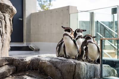 Biglietto speciale combinato Acquario átoa + Kobe Port Tower — 10