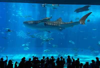 Klassische Nord-Okinawa Tagestour ab Naha: Cape Manzamo, Kouri Island, Okinawa Churaumi Aquarium & American Village