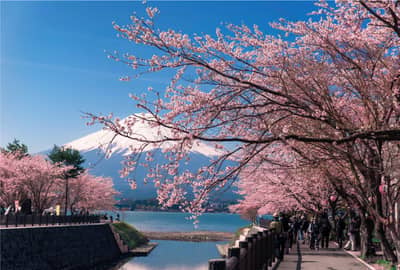 From Ueno/Shinjuku: Mt. Fuji, Oshino Hakkai & Gotemba Outlet Day Tour
