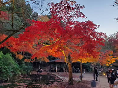 Excursion d'une journée à Hiroshima et Miyajima en bus au départ de Fukuoka, Osaka et Kyoto — 5