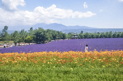 Câu chuyện hoa oải hương Furano — 3