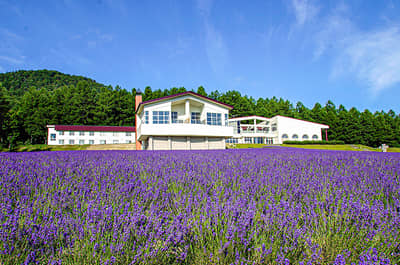 J Furano Lavender Story Course