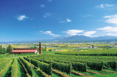 Câu chuyện hoa oải hương Furano — 4