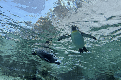 O Zoo d'Asahiyama et Lac Bleu : Circuit Express — 2