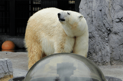 O Asahiyama Zoo & Blue Pond Express Course