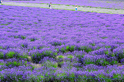 G Highland Furano, Farm Tomita, Shikisai no Oka & Blauer Teich Beliebter Sightseeing-Kurs (Audio-Guide, Mittagessen inklusive) — 2