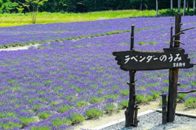 G Highland Furano, Farm Tomita, Shikisai no Oka & Blauer Teich Beliebter Sightseeing-Kurs (Audio-Guide, Mittagessen inklusive)