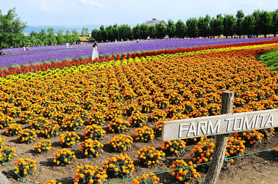 G Highland Furano, Farm Tomita, Shikisai no Oka & Blauer Teich Beliebter Sightseeing-Kurs (Audio-Guide, Mittagessen inklusive) — 3