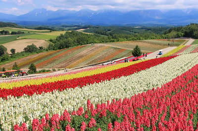G Highland Furano, Farm Tomita, Shikisai no Oka & Blauer Teich Beliebter Sightseeing-Kurs (Audio-Guide, Mittagessen inklusive) — 5