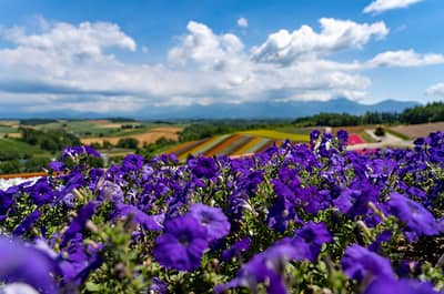 G Highland Furano, Farm Tomita, Shikisai no Oka & Blauer Teich Beliebter Sightseeing-Kurs (Audio-Guide, Mittagessen inklusive) — 4