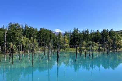 G Highland Furano, Farm Tomita, Shikisai no Oka & Blauer Teich Beliebter Sightseeing-Kurs (Audio-Guide, Mittagessen inklusive) — 7