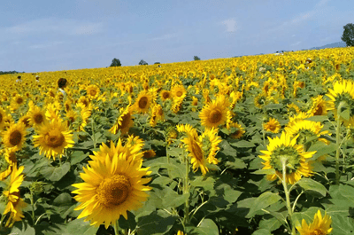 Hokkaido Sightseeing Bus: Hokuryu Sunflower Village & Shikisai no Oka