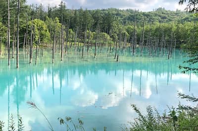 F Farm Tomita, Shikisai no Oka & Kolam Biru Kursus Wisata Populer (Kursus Pemandu Audio) — 8