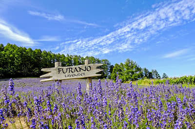 【Hokkaido Regular Sightseeing Bus】 F Farm Tomita, Shikisai no Oka & Blue Pond Popular Sightseeing Course (Audio Guide Course)