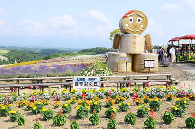 F Farm Tomita, Shikisai no Oka & Kolam Biru Kursus Wisata Populer (Kursus Pemandu Audio) — 4