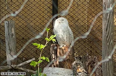 【Hokkaido Regular Sightseeing Bus】 C Asahiyama Zoo Day Trip Course