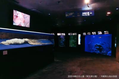 沖繩美麗海水族館 線上購票（門票） — 4