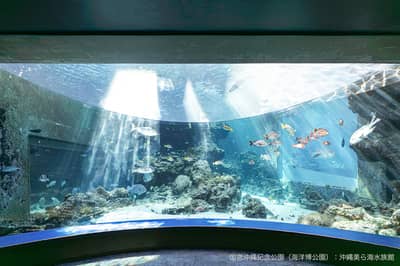 沖繩美麗海水族館 線上購票（門票） — 3