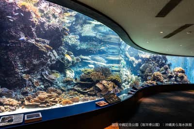 沖繩美麗海水族館 線上購票（門票） — 2