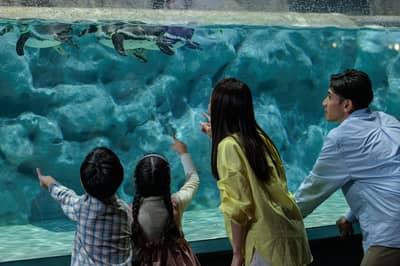 DMMかりゆし水族館 入館チケット — 9