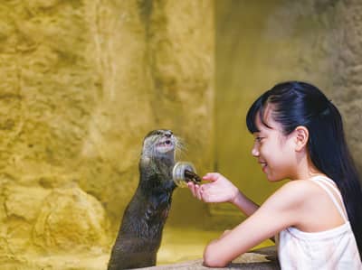 DMMかりゆし水族館 入館チケット — 7